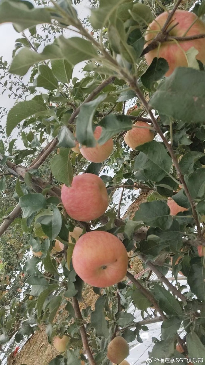 苹果版的影集在哪苹果视频在哪个文件夹里面-第2张图片-太平洋在线下载